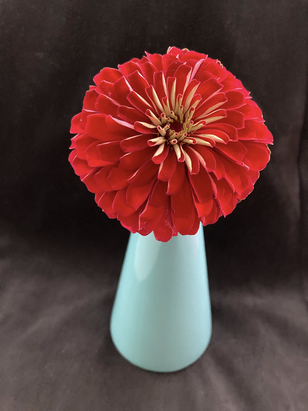 2nd PrizeOpen Color In Class 1 By Marilyn Miller For Zinnia Portrait AUG-2020.jpg